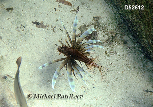 Red Lionfish (Pterois volitans)